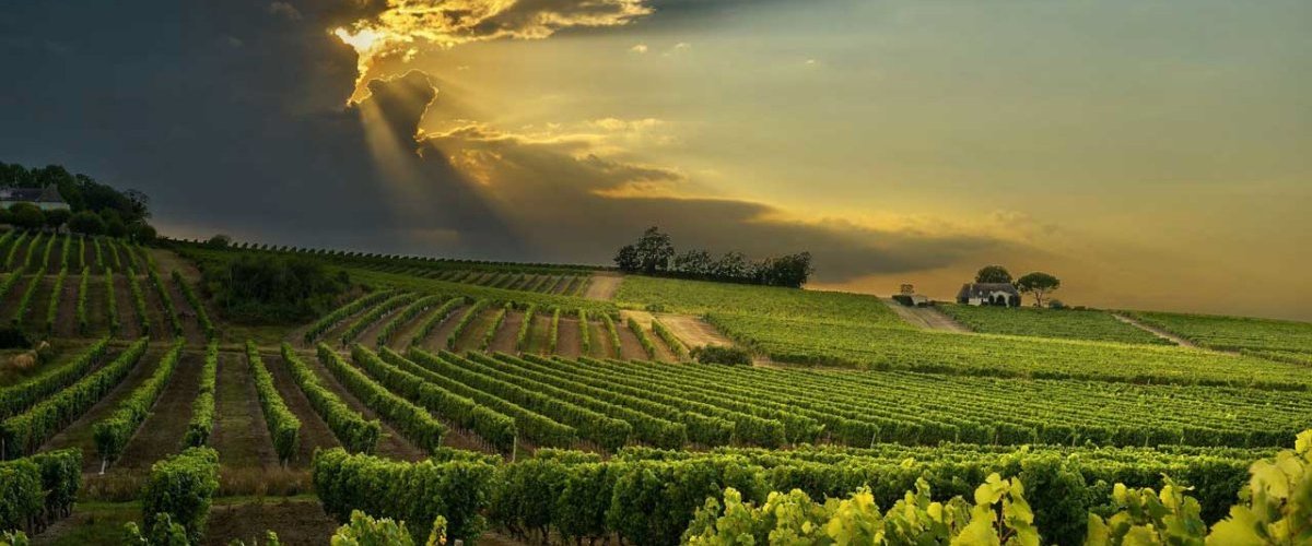 Dordogne Wines